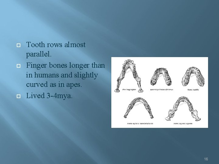  Tooth rows almost parallel. Finger bones longer than in humans and slightly curved