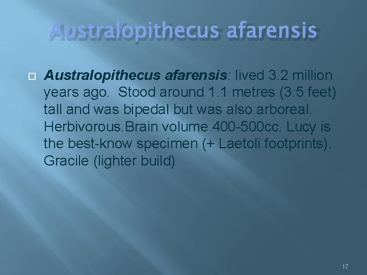 Australopithecus afarensis Australopithecus afarensis: lived 3. 2 million years ago. Stood around 1. 1