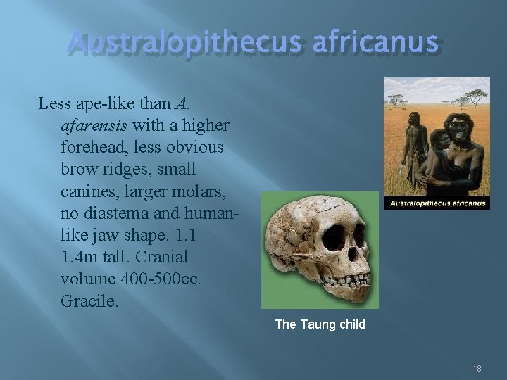 Australopithecus africanus Less ape-like than A. afarensis with a higher forehead, less obvious brow