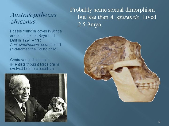 Australopithecus africanus… Probably some sexual dimorphism but less than A. afarensis. Lived 2. 5