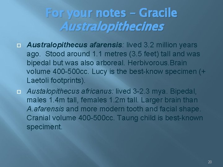 For your notes – Gracile Australopithecines Australopithecus afarensis: lived 3. 2 million years ago.