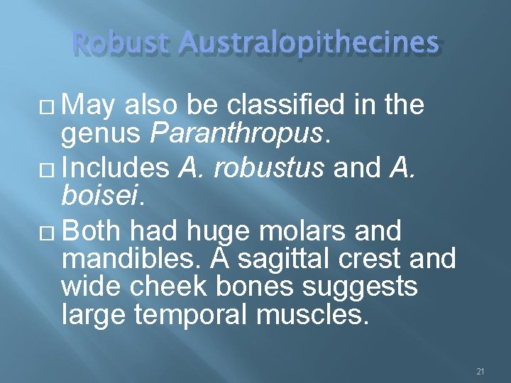 Robust Australopithecines May also be classified in the genus Paranthropus. Includes A. robustus and
