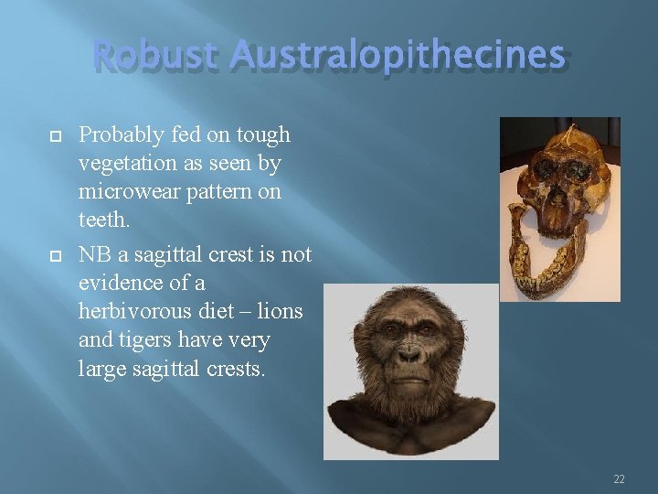 Robust Australopithecines Probably fed on tough vegetation as seen by microwear pattern on teeth.