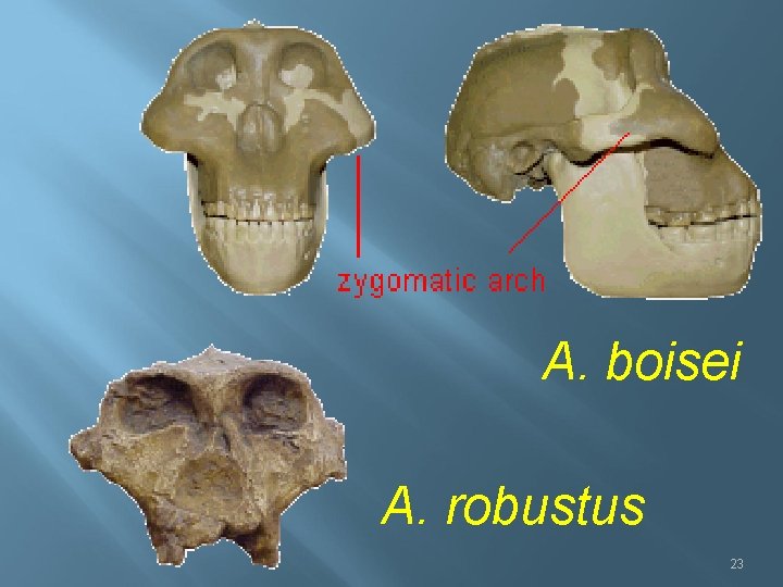 A. boisei A. robustus 23 