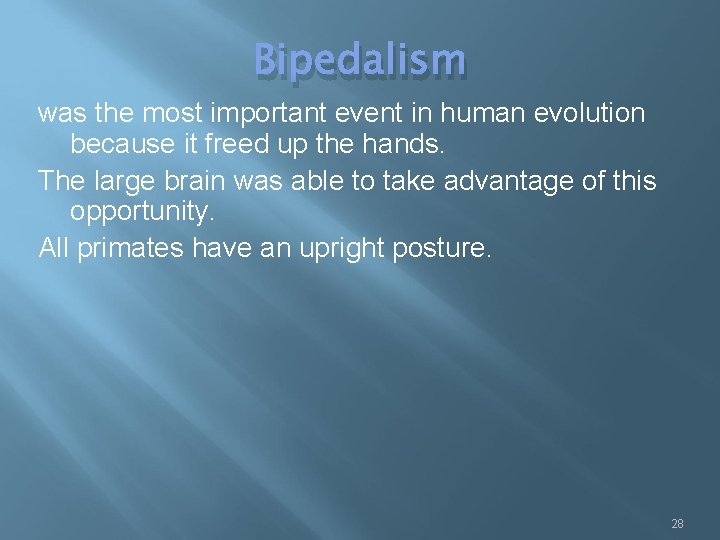 Bipedalism was the most important event in human evolution because it freed up the