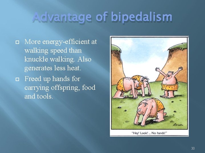 Advantage of bipedalism More energy-efficient at walking speed than knuckle walking. Also generates less