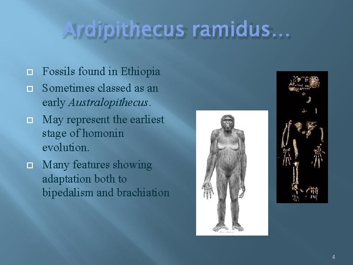 Ardipithecus ramidus… Fossils found in Ethiopia Sometimes classed as an early Australopithecus. May represent