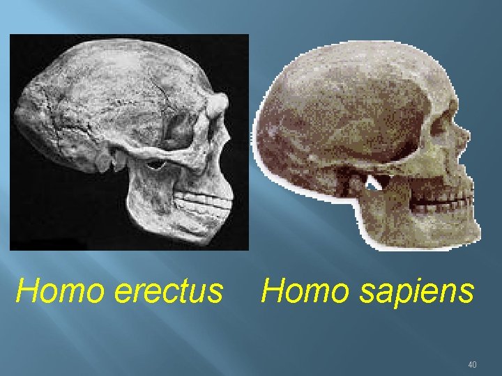 Homo erectus Homo sapiens 40 
