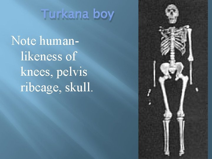 Turkana boy Note humanlikeness of knees, pelvis ribcage, skull. 41 