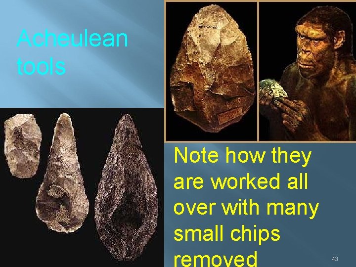 Acheulean tools Note how they are worked all over with many small chips 43