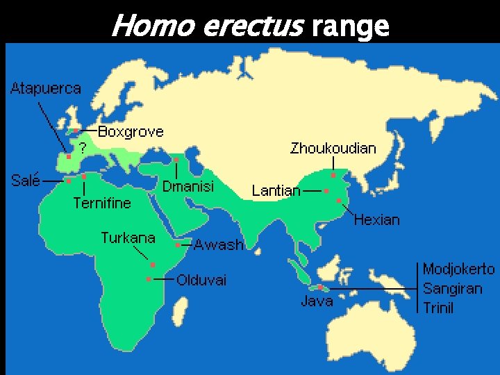 Homo erectus range 44 