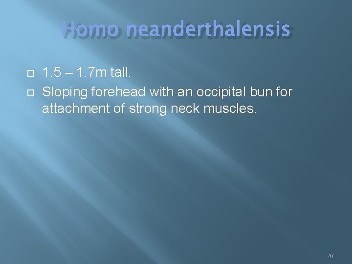 Homo neanderthalensis 1. 5 – 1. 7 m tall. Sloping forehead with an occipital