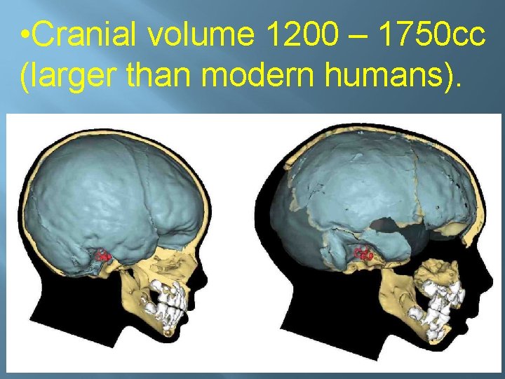  • Cranial volume 1200 – 1750 cc (larger than modern humans). 49 