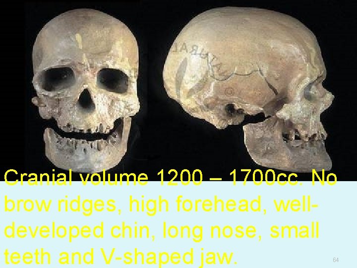 Cranial volume 1200 – 1700 cc. No brow ridges, high forehead, welldeveloped chin, long