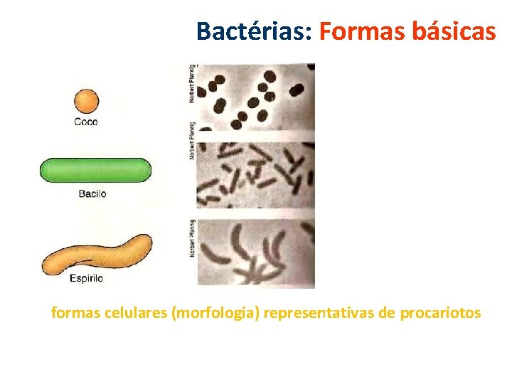 Bactérias: Formas básicas formas celulares (morfologia) representativas de procariotos 