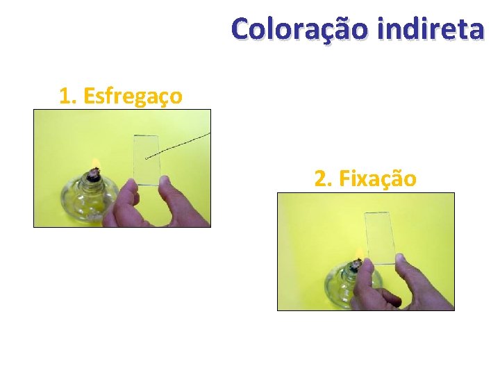 Coloração indireta 1. Esfregaço 2. Fixação 