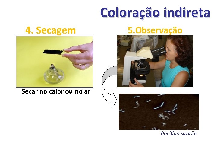 Coloração indireta 4. Secagem 5. Observação Secar no calor ou no ar Bacillus subtilis