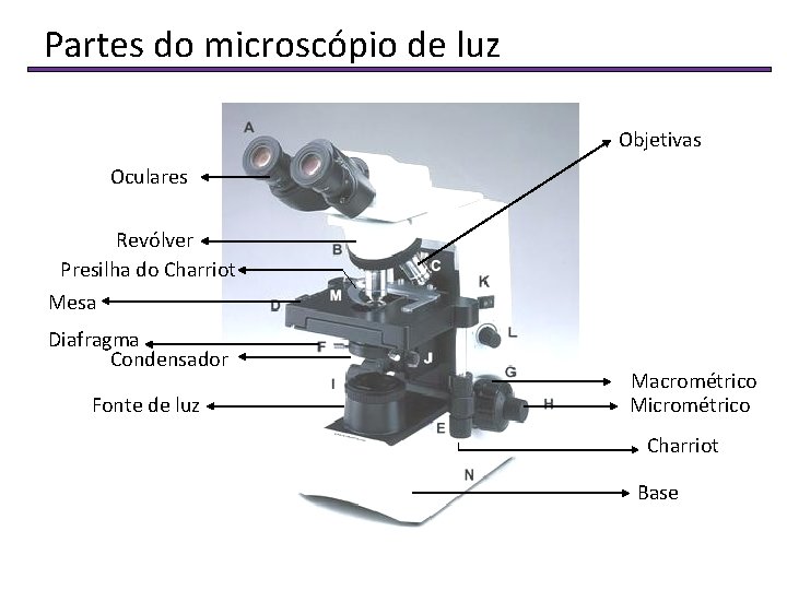 Partes do microscópio de luz Objetivas Oculares Revólver Presilha do Charriot Mesa Diafragma Condensador