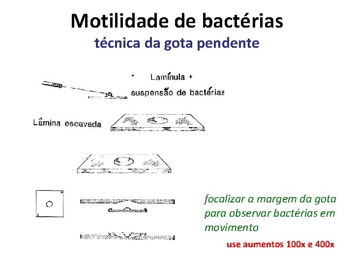 Motilidade de bactérias técnica da gota pendente focalizar a margem da gota para observar