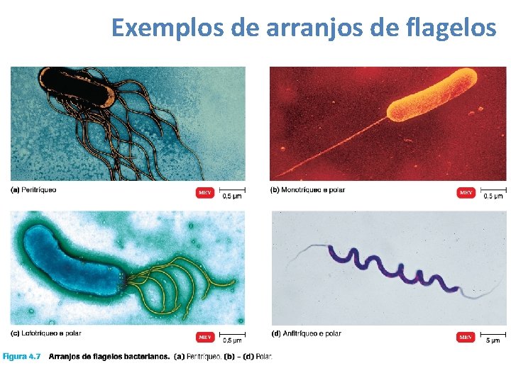 Exemplos de arranjos de flagelos 