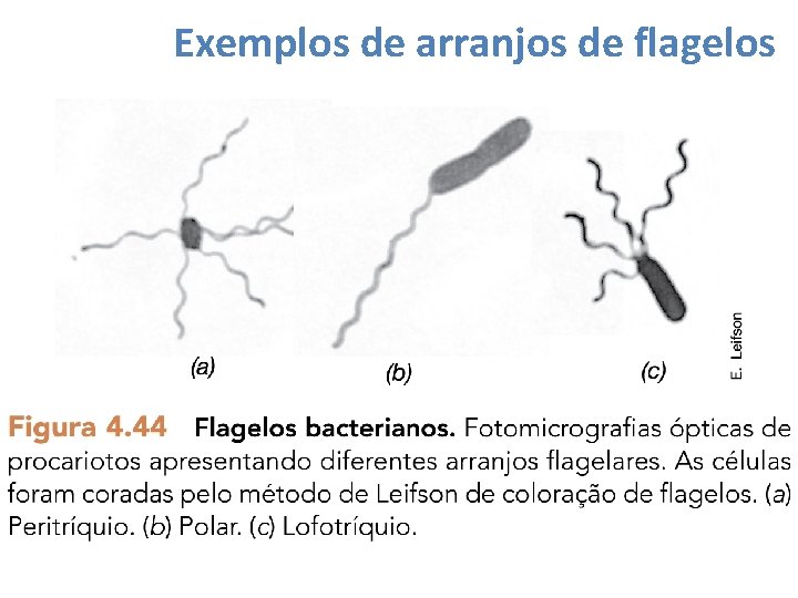 Exemplos de arranjos de flagelos 