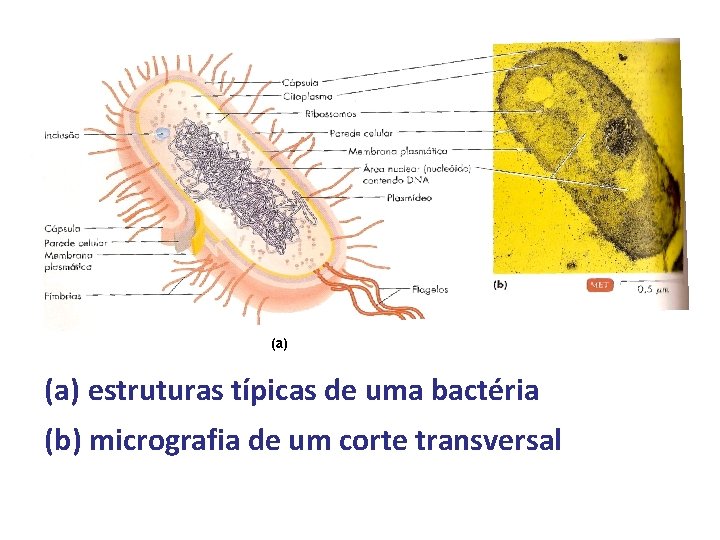 (a) estruturas típicas de uma bactéria (b) micrografia de um corte transversal 