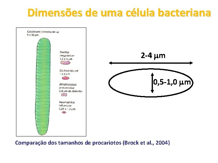 Dimensões de uma célula bacteriana 2 -4 m 0, 5 -1, 0 m Comparação