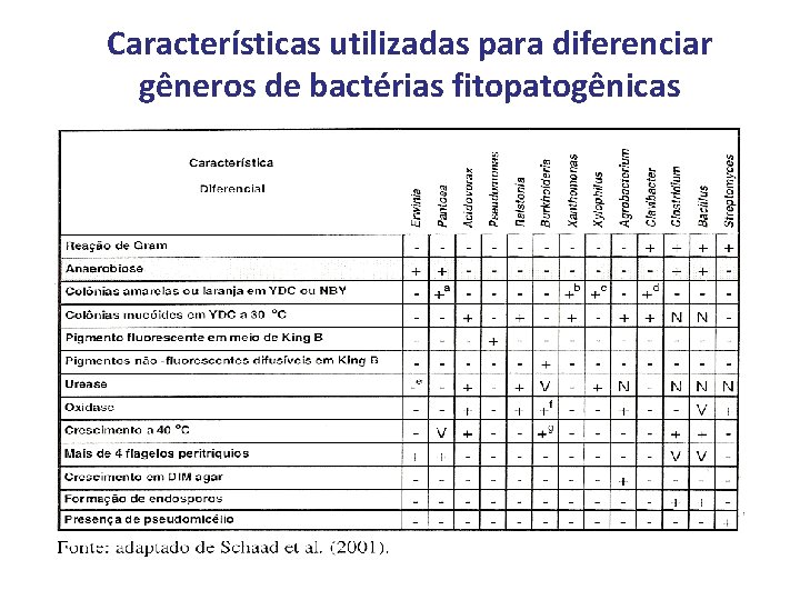 Características utilizadas para diferenciar gêneros de bactérias fitopatogênicas 