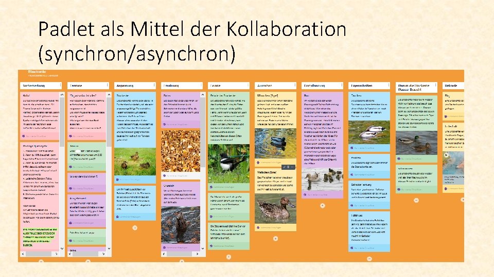 Padlet als Mittel der Kollaboration (synchron/asynchron) 