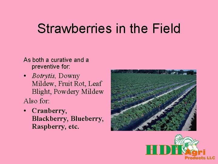 Strawberries in the Field As both a curative and a preventive for: • Botrytis,