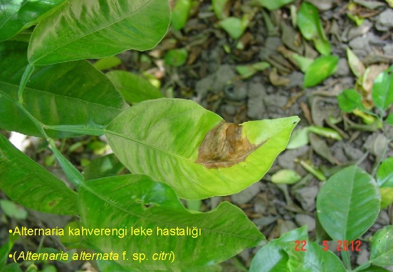  • Alternaria kahverengi leke hastalığı • (Alternaria alternata f. sp. citri) 