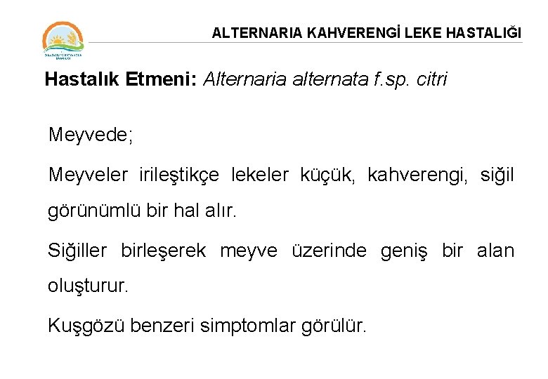 ALTERNARIA KAHVERENGİ LEKE HASTALIĞI Hastalık Etmeni: Alternaria alternata f. sp. citri Meyvede; Meyveler irileştikçe