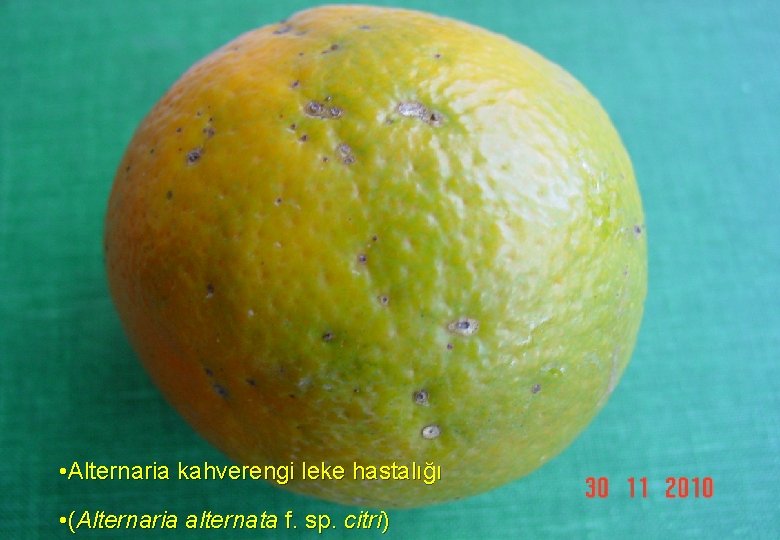  • Alternaria kahverengi leke hastalığı • (Alternaria alternata f. sp. citri) 