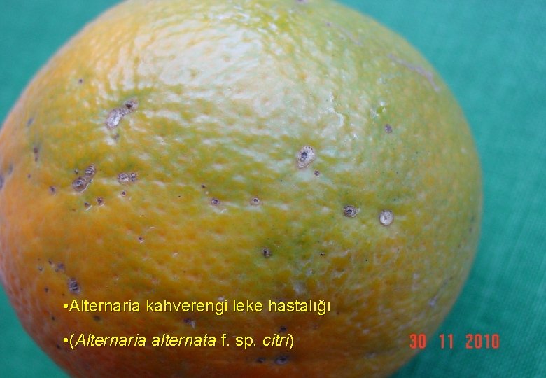  • Alternaria kahverengi leke hastalığı • (Alternaria alternata f. sp. citri) 