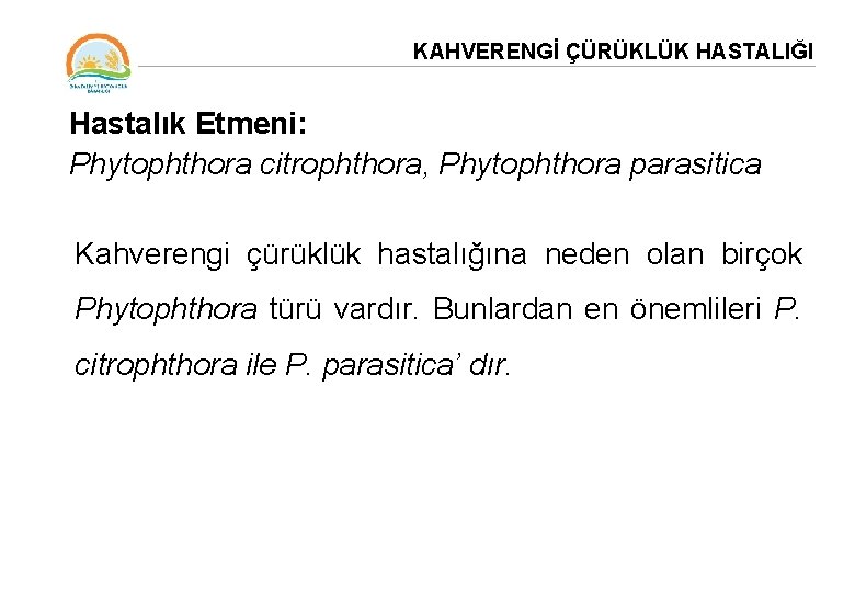 KAHVERENGİ ÇÜRÜKLÜK HASTALIĞI Hastalık Etmeni: Phytophthora citrophthora, Phytophthora parasitica Kahverengi çürüklük hastalığına neden olan