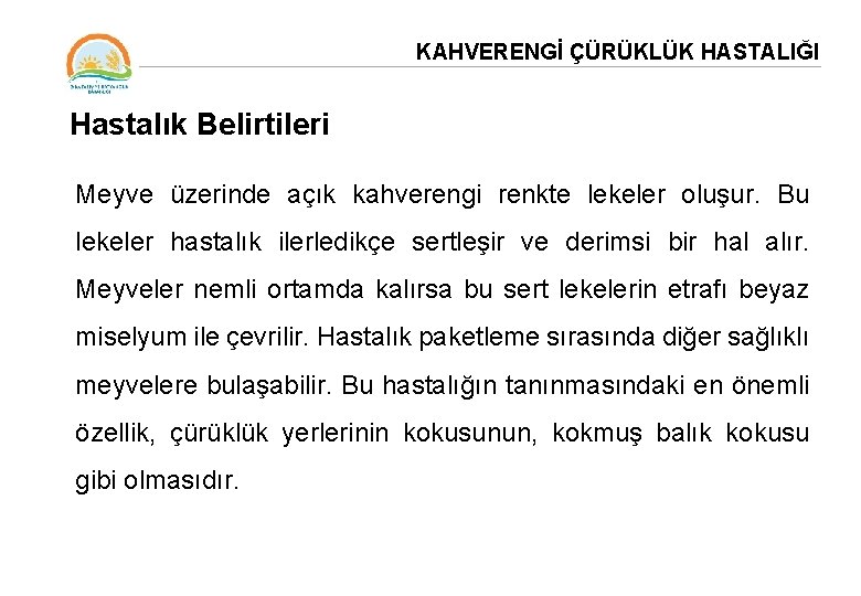 KAHVERENGİ ÇÜRÜKLÜK HASTALIĞI Hastalık Belirtileri Meyve üzerinde açık kahverengi renkte lekeler oluşur. Bu lekeler