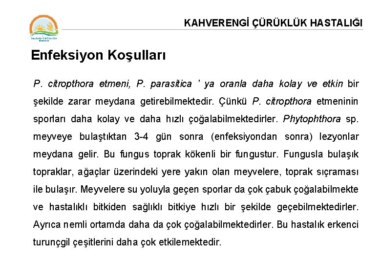 KAHVERENGİ ÇÜRÜKLÜK HASTALIĞI Enfeksiyon Koşulları P. citropthora etmeni, P. parasitica ' ya oranla daha