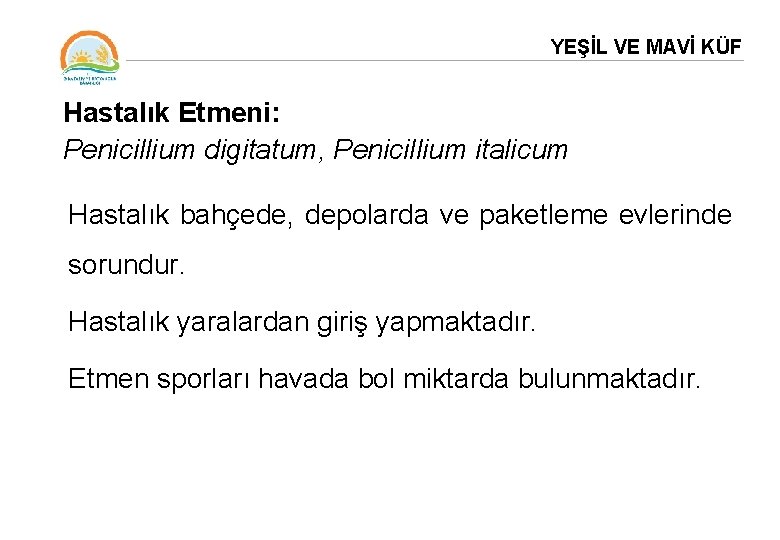 YEŞİL VE MAVİ KÜF Hastalık Etmeni: Penicillium digitatum, Penicillium italicum Hastalık bahçede, depolarda ve