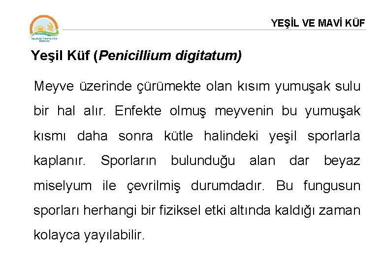 YEŞİL VE MAVİ KÜF Yeşil Küf (Penicillium digitatum) Meyve üzerinde çürümekte olan kısım yumuşak