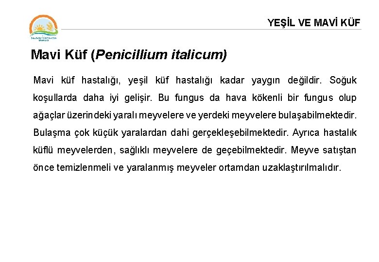 YEŞİL VE MAVİ KÜF Mavi Küf (Penicillium italicum) Mavi küf hastalığı, yeşil küf hastalığı