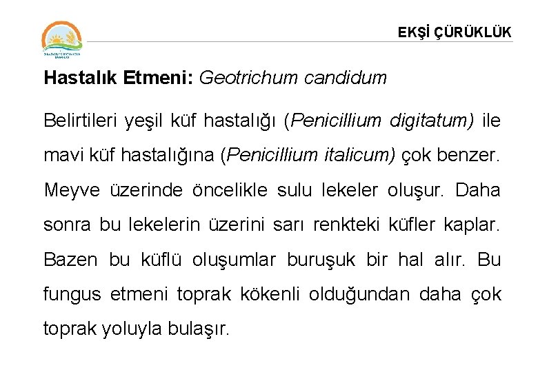 EKŞİ ÇÜRÜKLÜK Hastalık Etmeni: Geotrichum candidum Belirtileri yeşil küf hastalığı (Penicillium digitatum) ile mavi