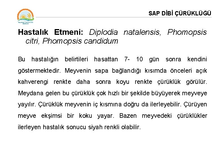 SAP DİBİ ÇÜRÜKLÜĞÜ Hastalık Etmeni: Diplodia natalensis, Phomopsis citri, Phomopsis candidum Bu hastalığın belirtileri