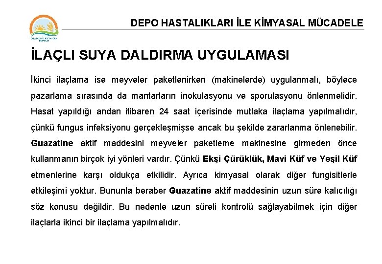 DEPO HASTALIKLARI İLE KİMYASAL MÜCADELE İLAÇLI SUYA DALDIRMA UYGULAMASI İkinci ilaçlama ise meyveler paketlenirken