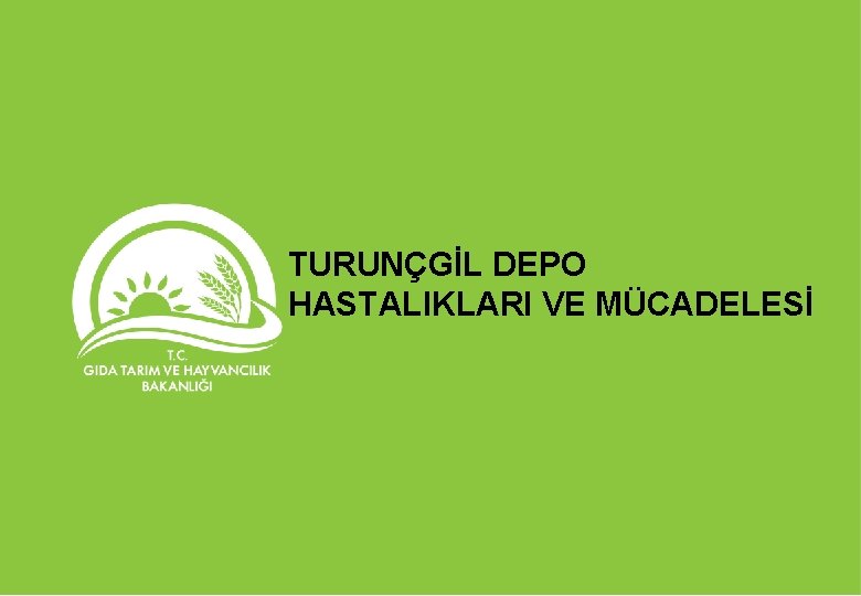 TURUNÇGİL DEPO HASTALIKLARI VE MÜCADELESİ 