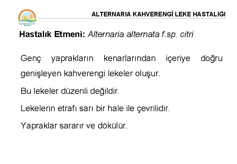 ALTERNARIA KAHVERENGİ LEKE HASTALIĞI Hastalık Etmeni: Alternaria alternata f. sp. citri Genç yaprakların kenarlarından