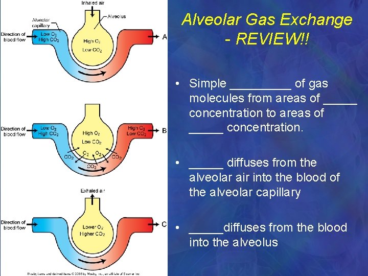 Alveolar Gas Exchange - REVIEW!! • Simple _____ of gas molecules from areas of