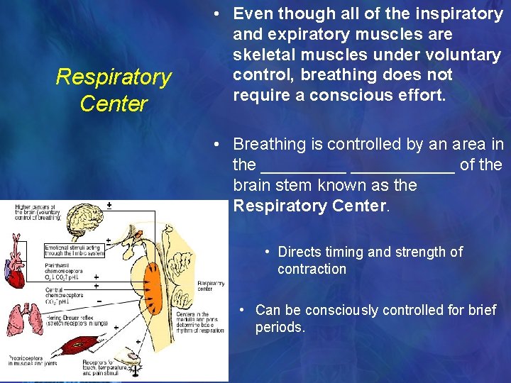 Respiratory Center • Even though all of the inspiratory and expiratory muscles are skeletal