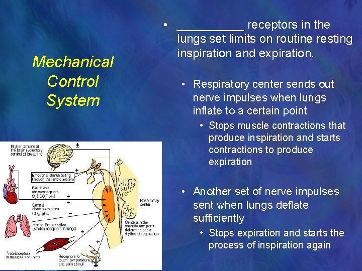 Mechanical Control System • _____ receptors in the lungs set limits on routine resting