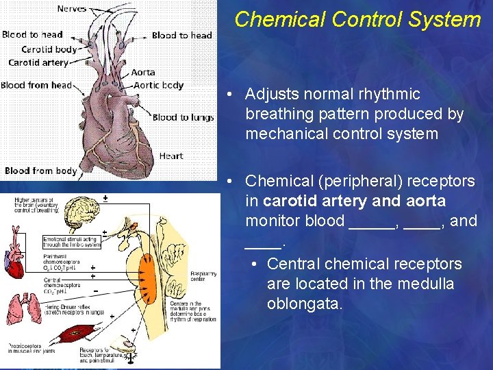 Chemical Control System • Adjusts normal rhythmic breathing pattern produced by mechanical control system