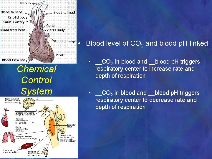  • Blood level of CO 2 and blood p. H linked Chemical Control